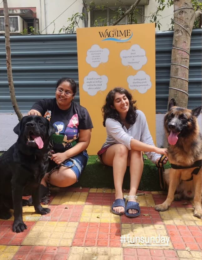 Dog grooming session at WagTime