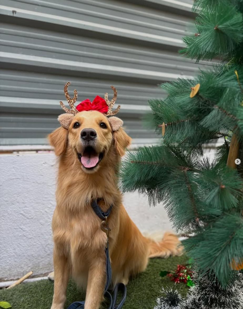 Beautifully groomed dog at WagTime